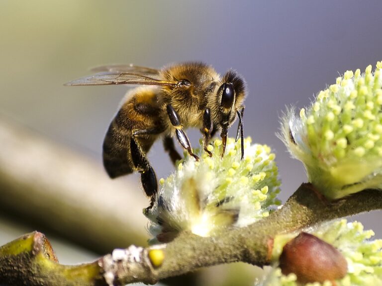 Šta preduzeti u slučaju alergijske reakcije na ubod insekta? - Alergija ...